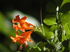 Jamaica06 (668)